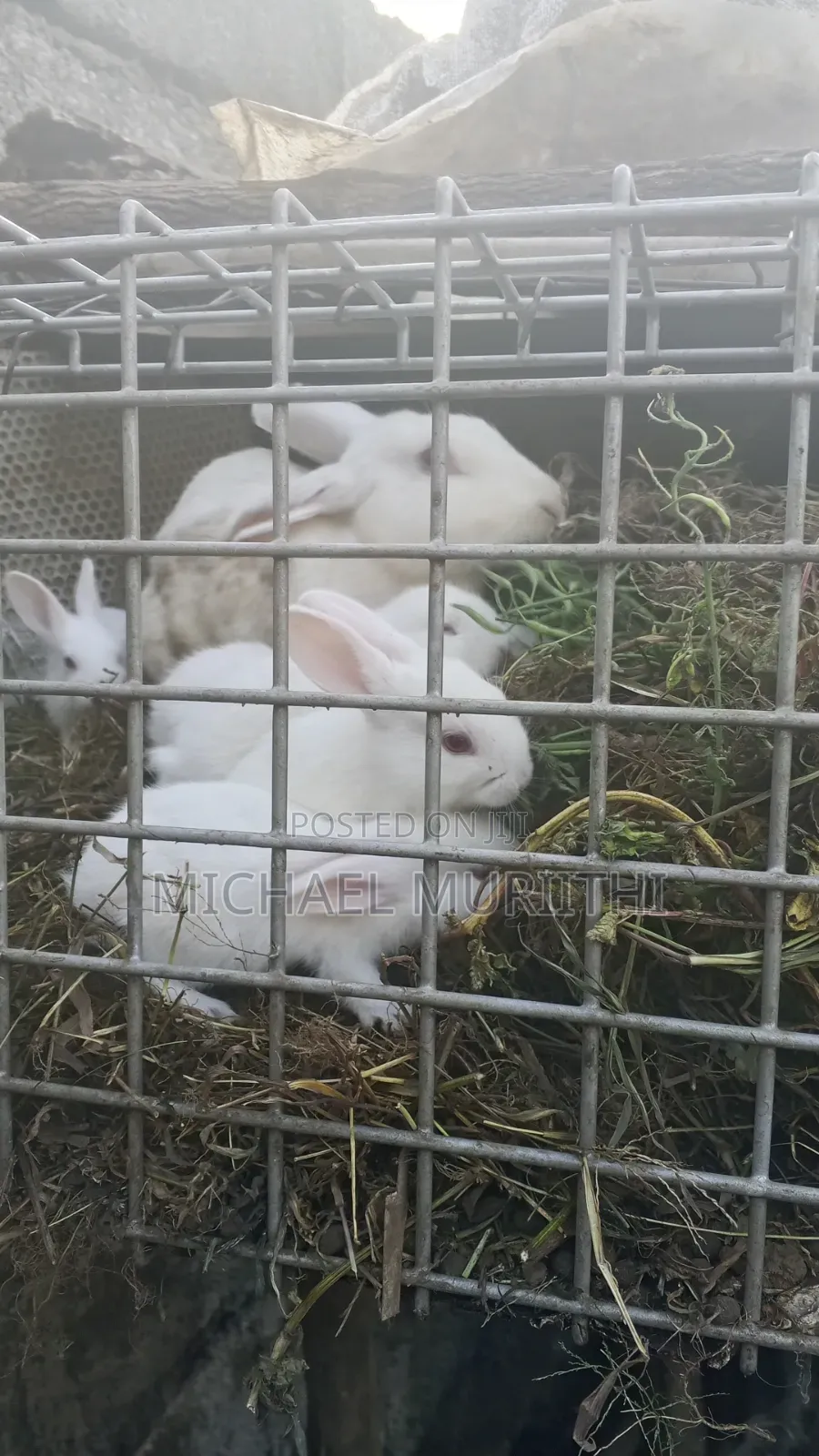 Michael Rabbits