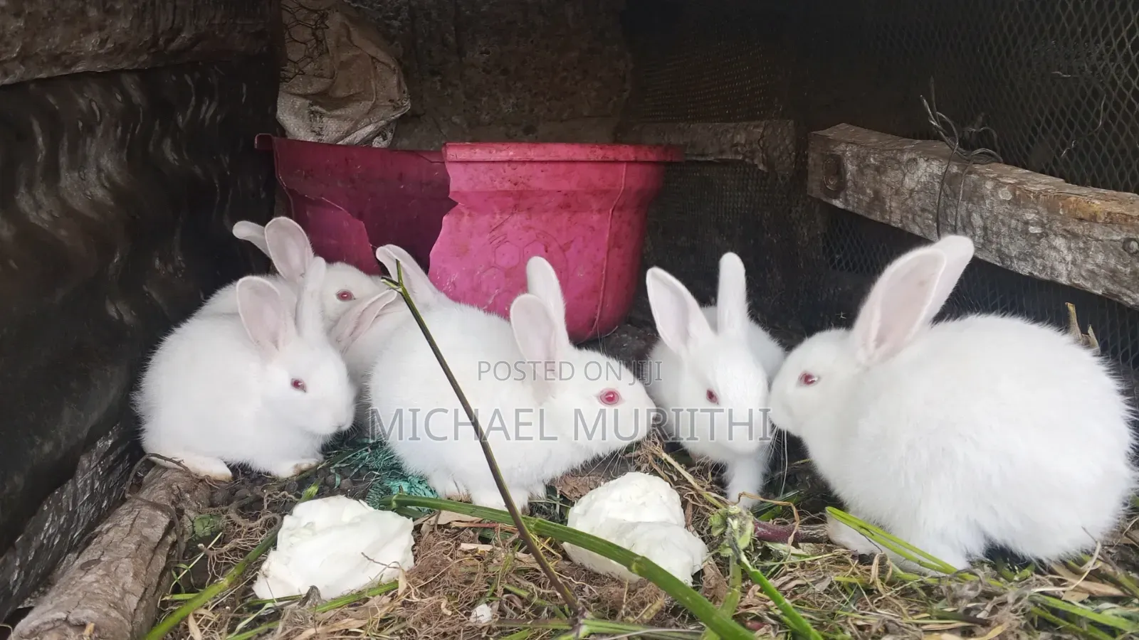 Michael Rabbits