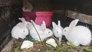 Michael Rabbits