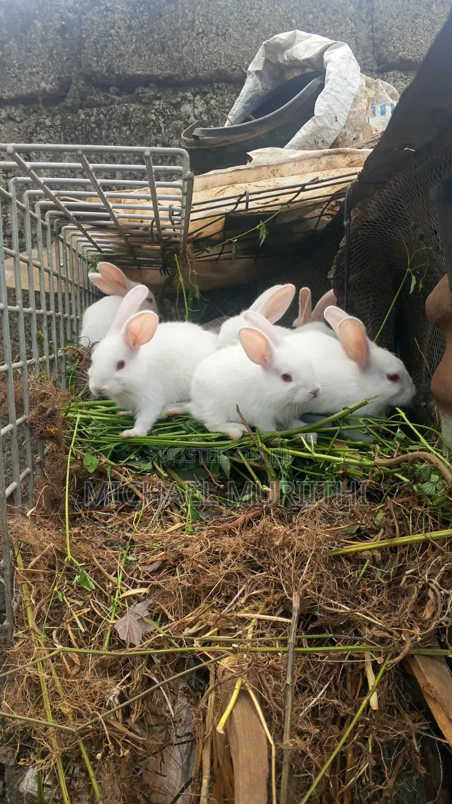 Michael Rabbits