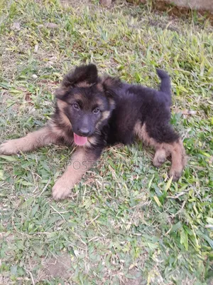 1-3 months Female Purebred German Shepherd