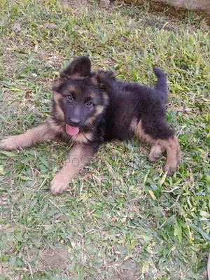 1-3 months Female Purebred German Shepherd