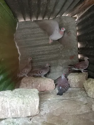 Pigeon for Sale