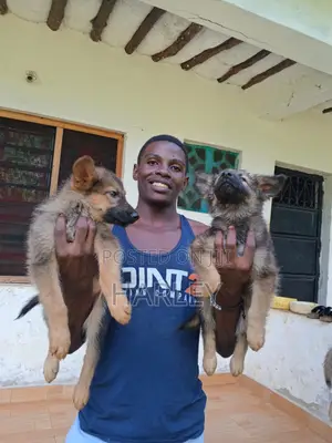 1-3 months Male Mixed Breed German Shepherd