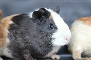 Guinea Pigs
