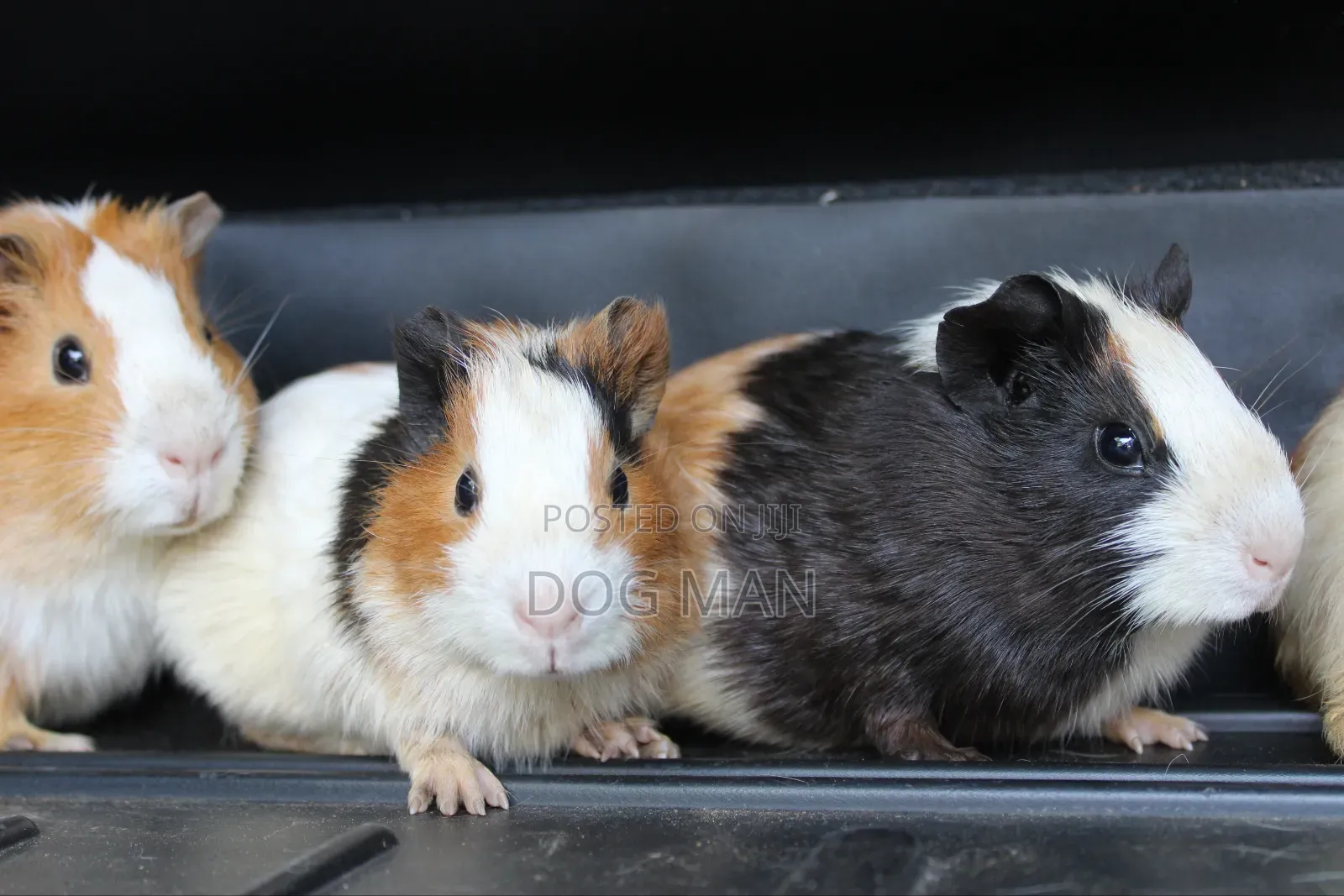 Guinea Pigs