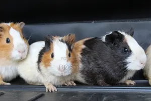 Guinea Pigs