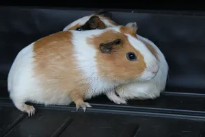 Guinea Pigs