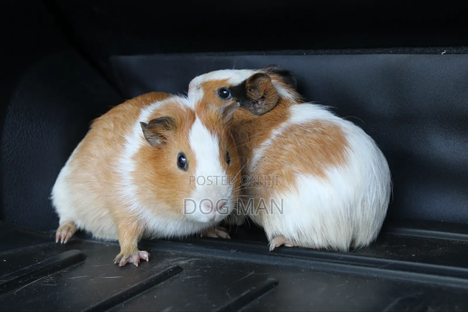 Guinea Pigs