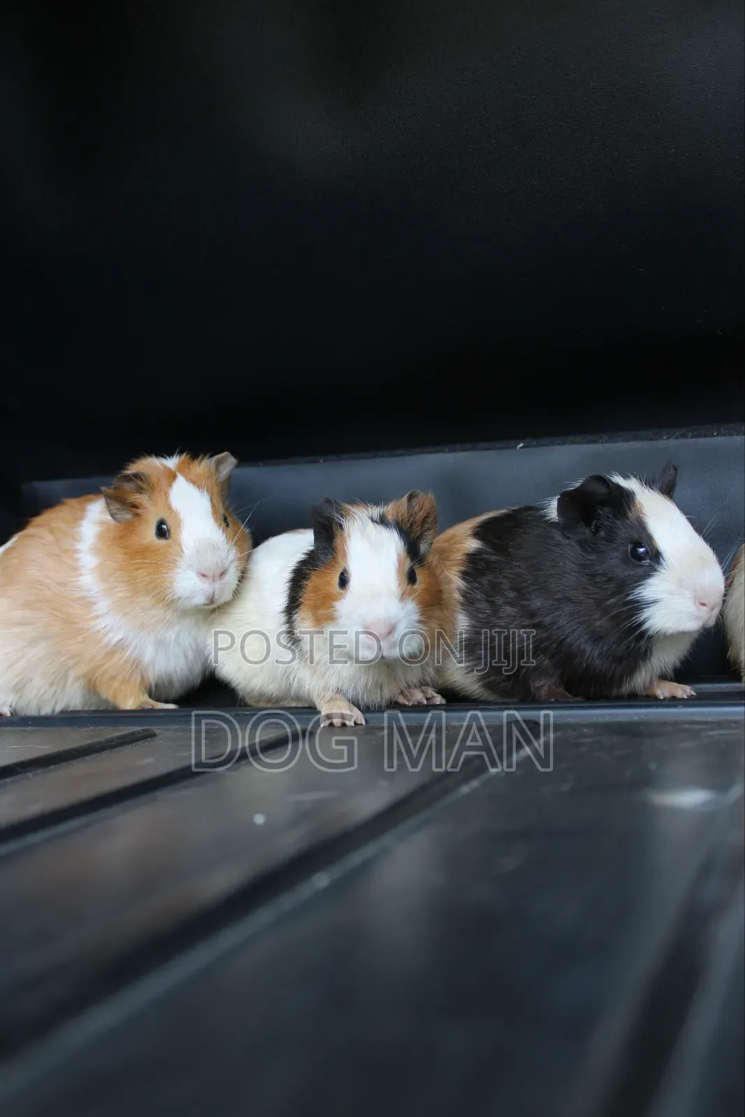 Guinea Pigs