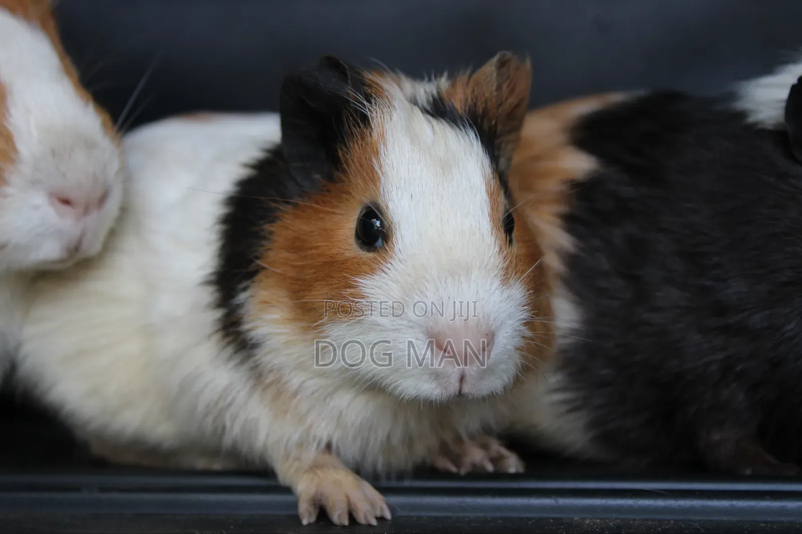 Guinea Pigs