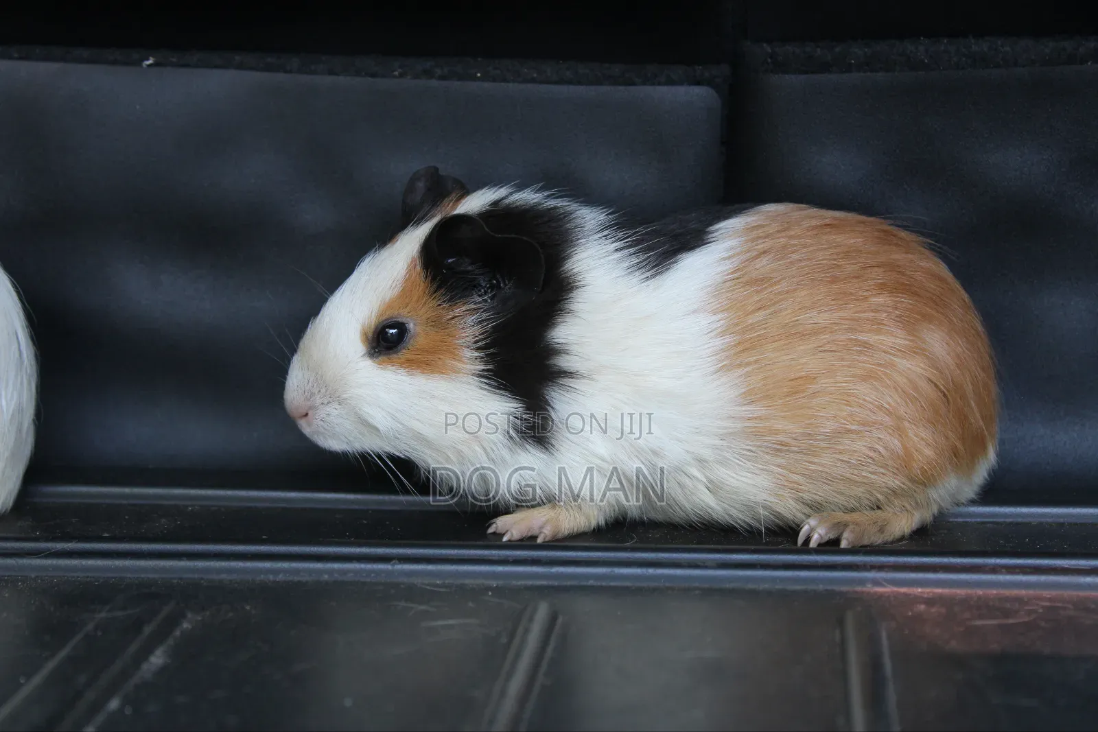 Guinea Pigs