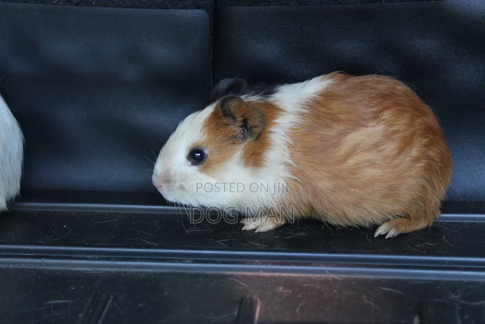 Guinea Pigs