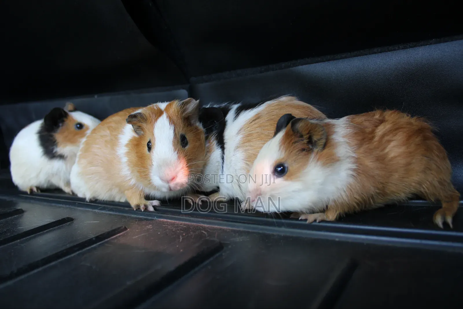 Guinea Pigs
