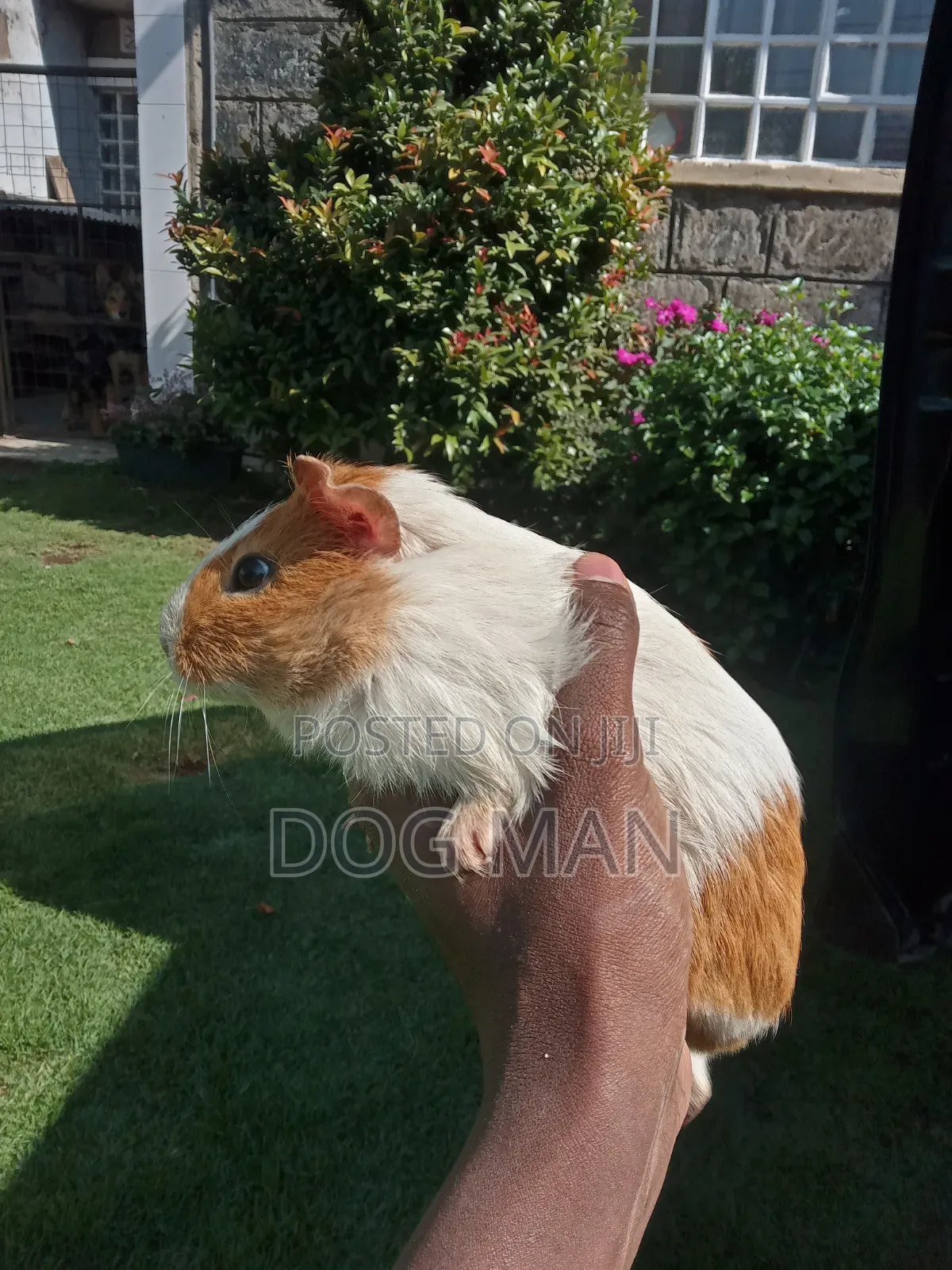 Guinea Pigs