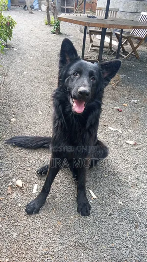 0-1 month Male Purebred German Shepherd