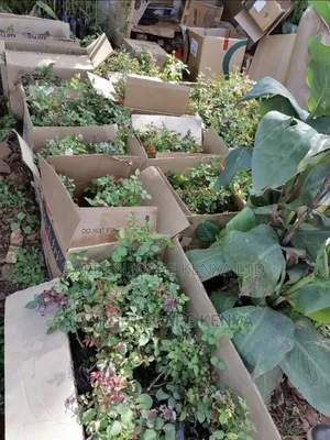 Fresh Roses Seedlings