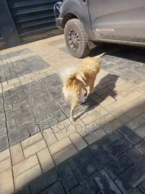 1+ year Male Mixed Breed Japanese Spitz