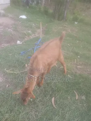 Dairy Goat