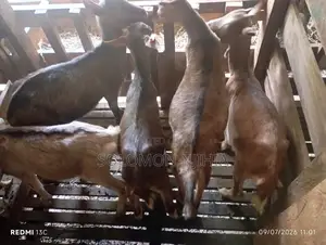 Dairy Goats