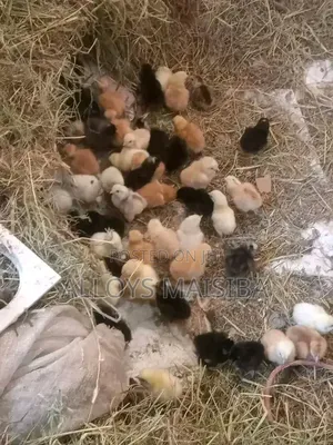 Chicks and Chicken