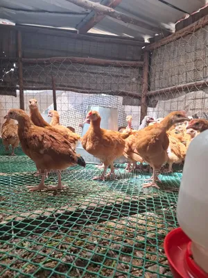Pure Kienyeji Chicks Available Ruai