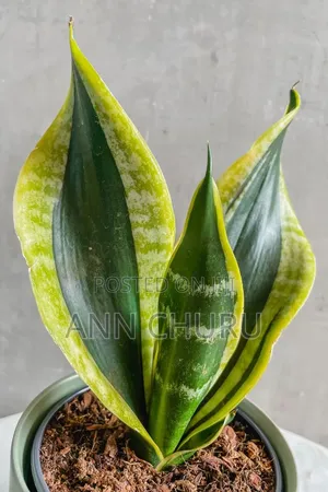 Potted Succulent Plants