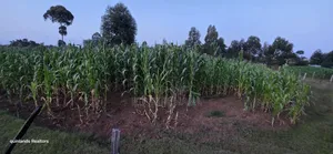 Full Plot Gor Sake in Sogomo Mti Moja Near Kuinet Junior in Eldoret