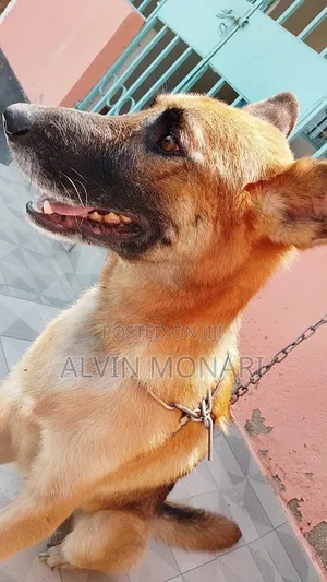 1+ year Male Purebred German Shepherd