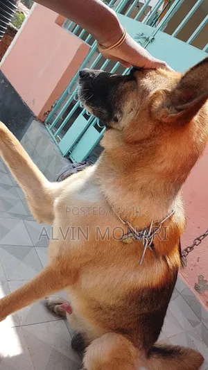 1+ year Male Purebred German Shepherd