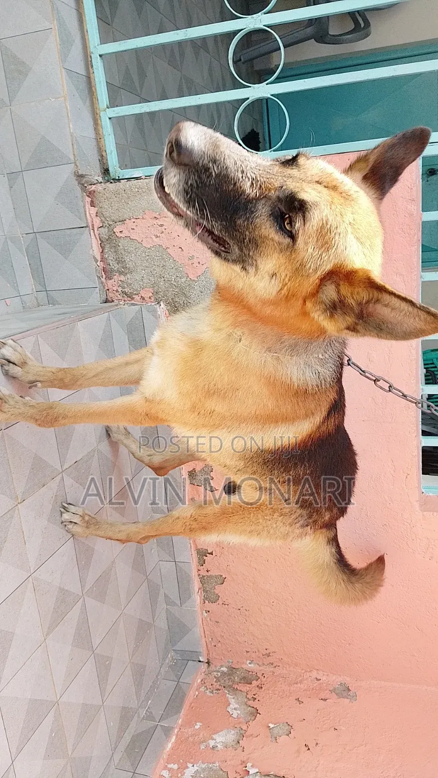 1+ year Male Purebred German Shepherd