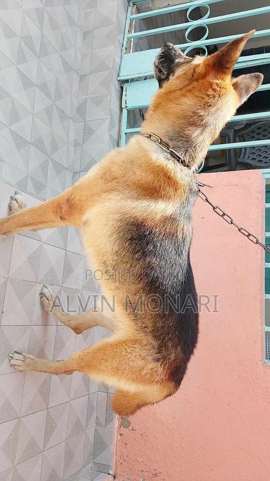 1+ year Male Purebred German Shepherd