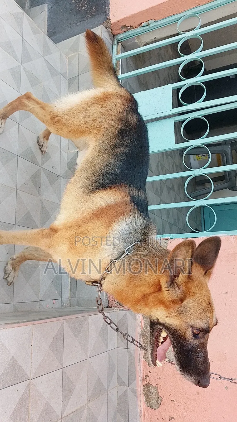 1+ year Male Purebred German Shepherd