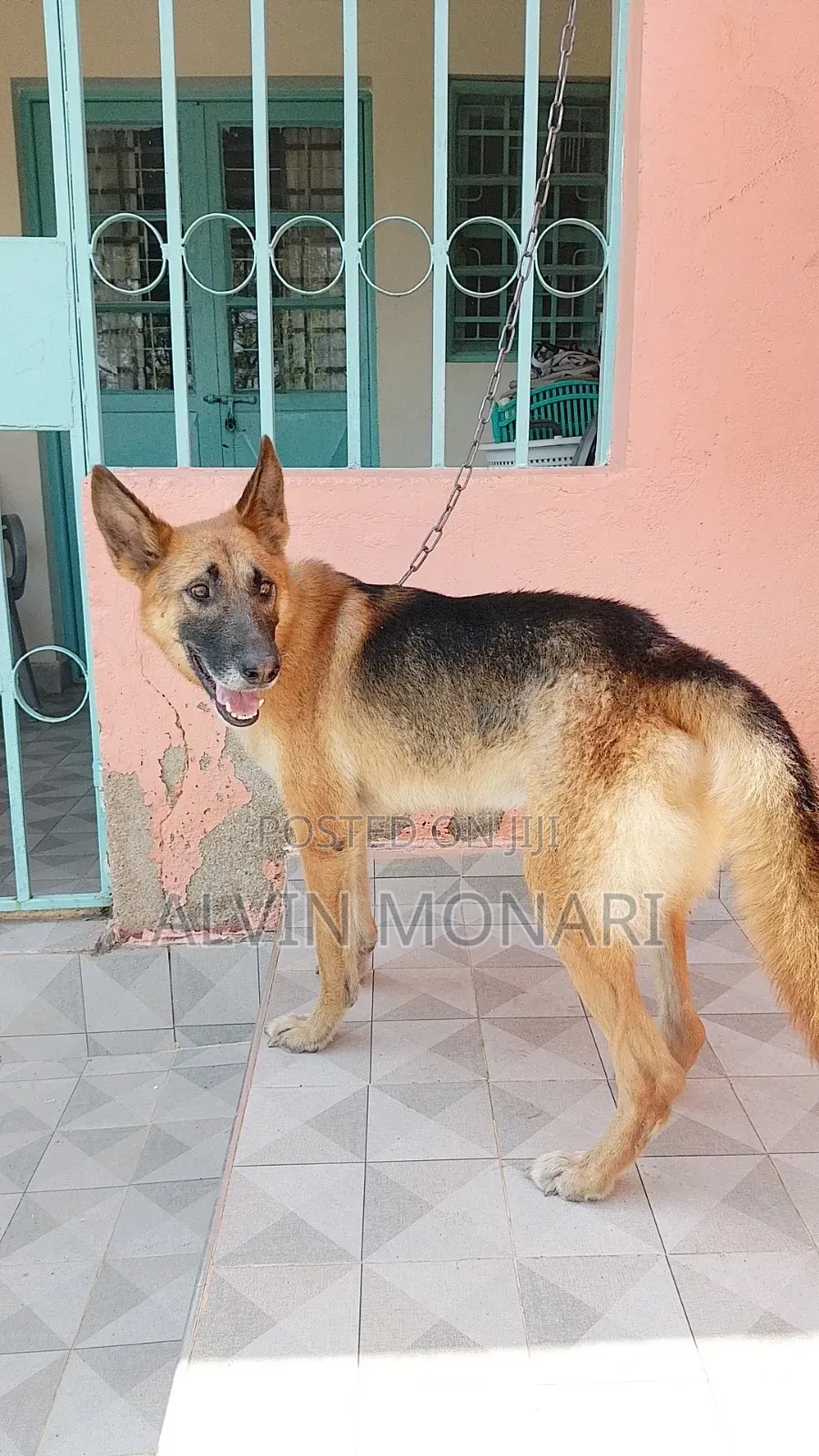 1+ year Male Purebred German Shepherd