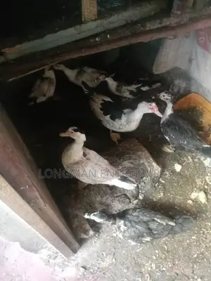 Quality Ducks on Sale for Rearing or Consuming