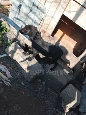 1-3 months Male Purebred Great Dane