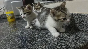 0-1 month Female Mixed Breed American Shorthair