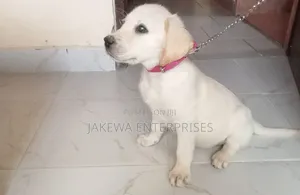 1-3 months Female Purebred Labrador Retriever