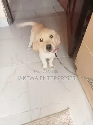 1-3 months Male Purebred Labrador Retriever