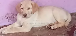 1-3 months Male Purebred Labrador Retriever