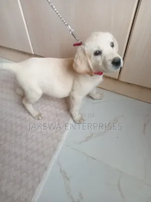 1-3 months Female Purebred Labrador Retriever