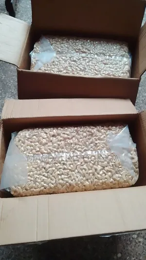 Premium and Fresh Raw Cashew Nut