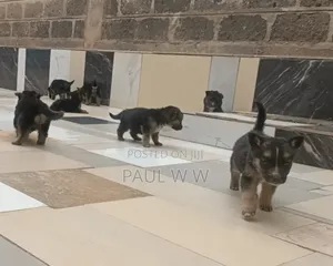 1-3 months Male Mixed Breed German Shepherd