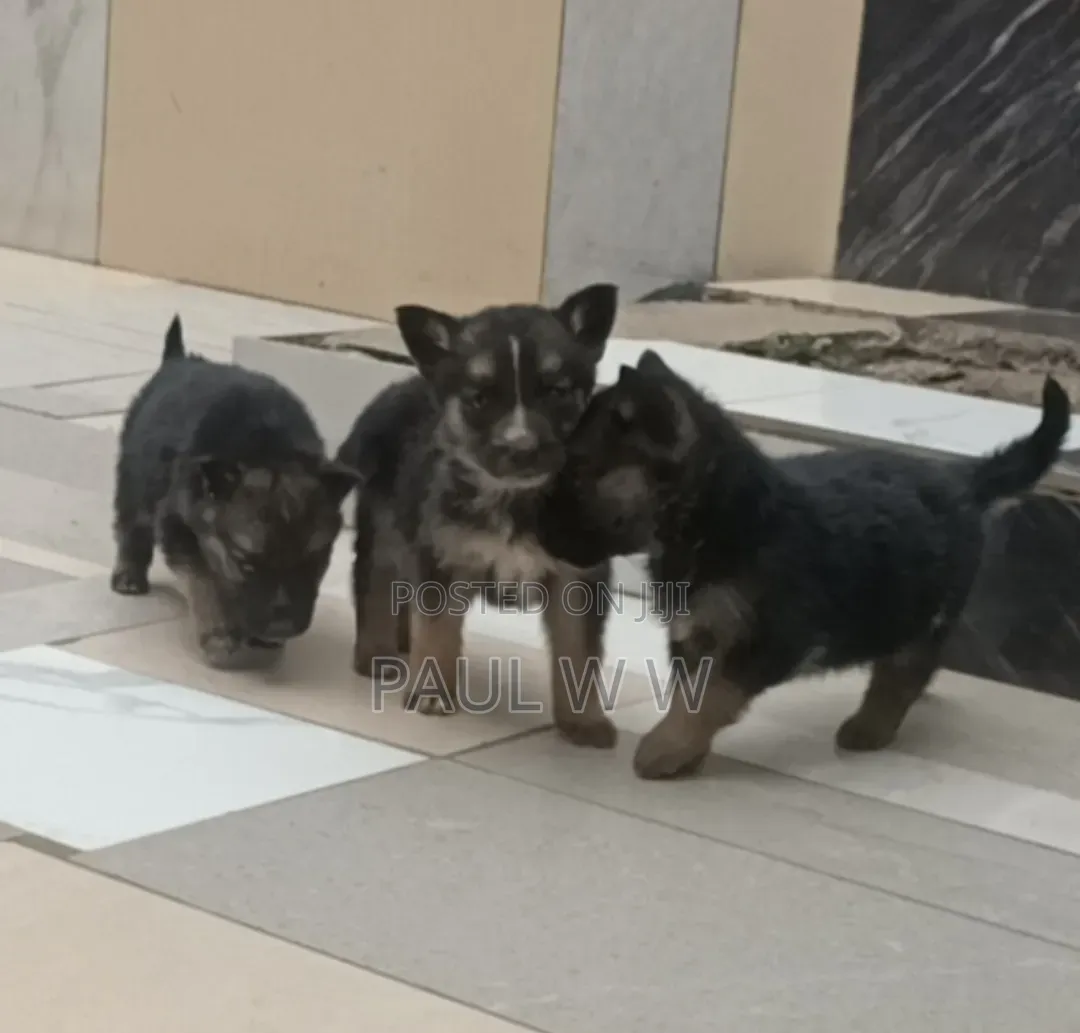 1-3 months Male Mixed Breed German Shepherd