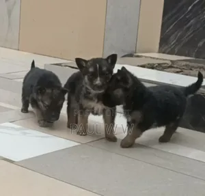 1-3 months Male Mixed Breed German Shepherd