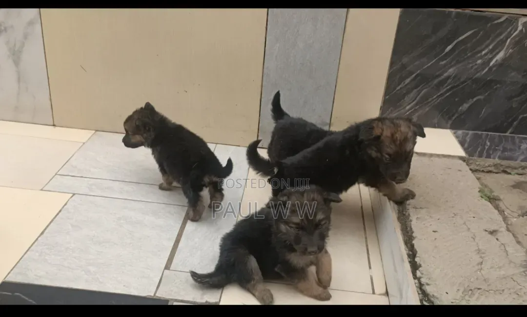 1-3 months Male Mixed Breed German Shepherd