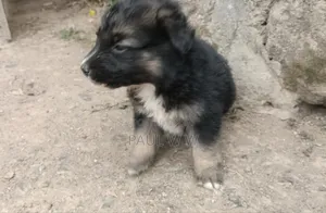 1-3 months Male Mixed Breed German Shepherd