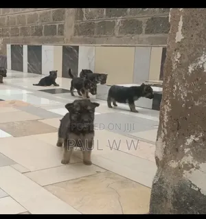 1-3 months Male Mixed Breed German Shepherd