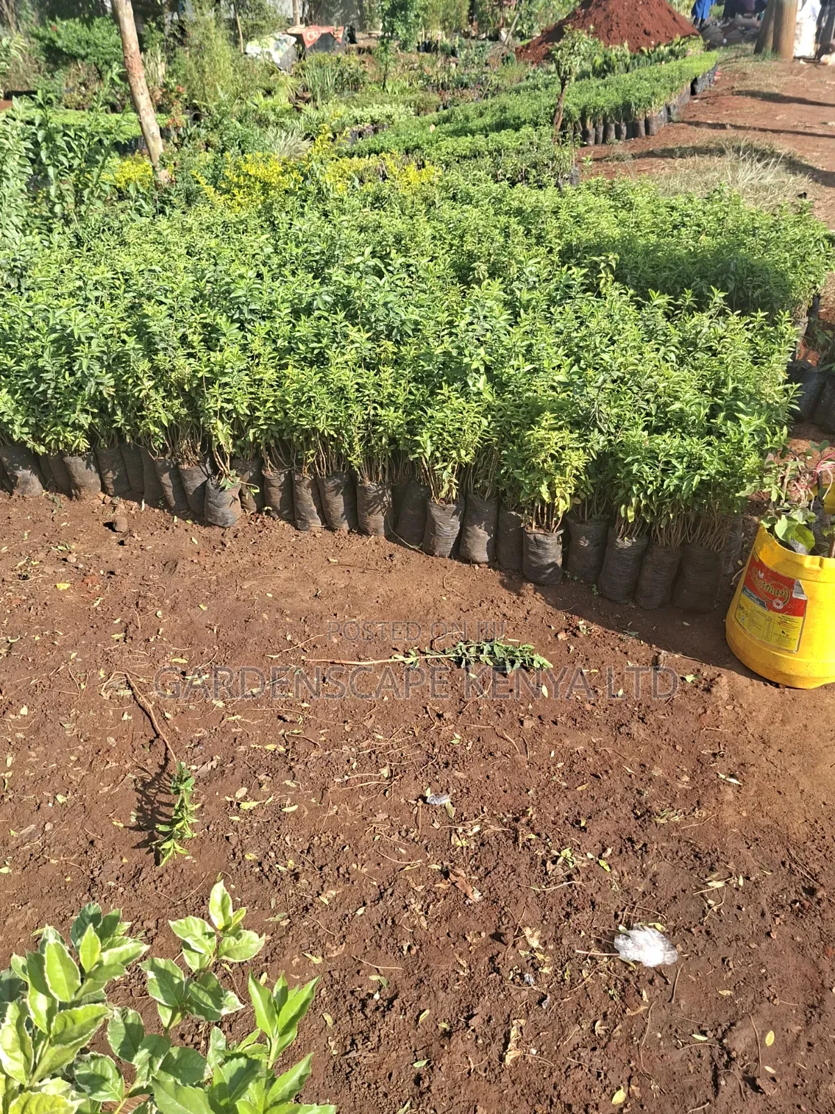 Kei Apple Seeds Seedlings.