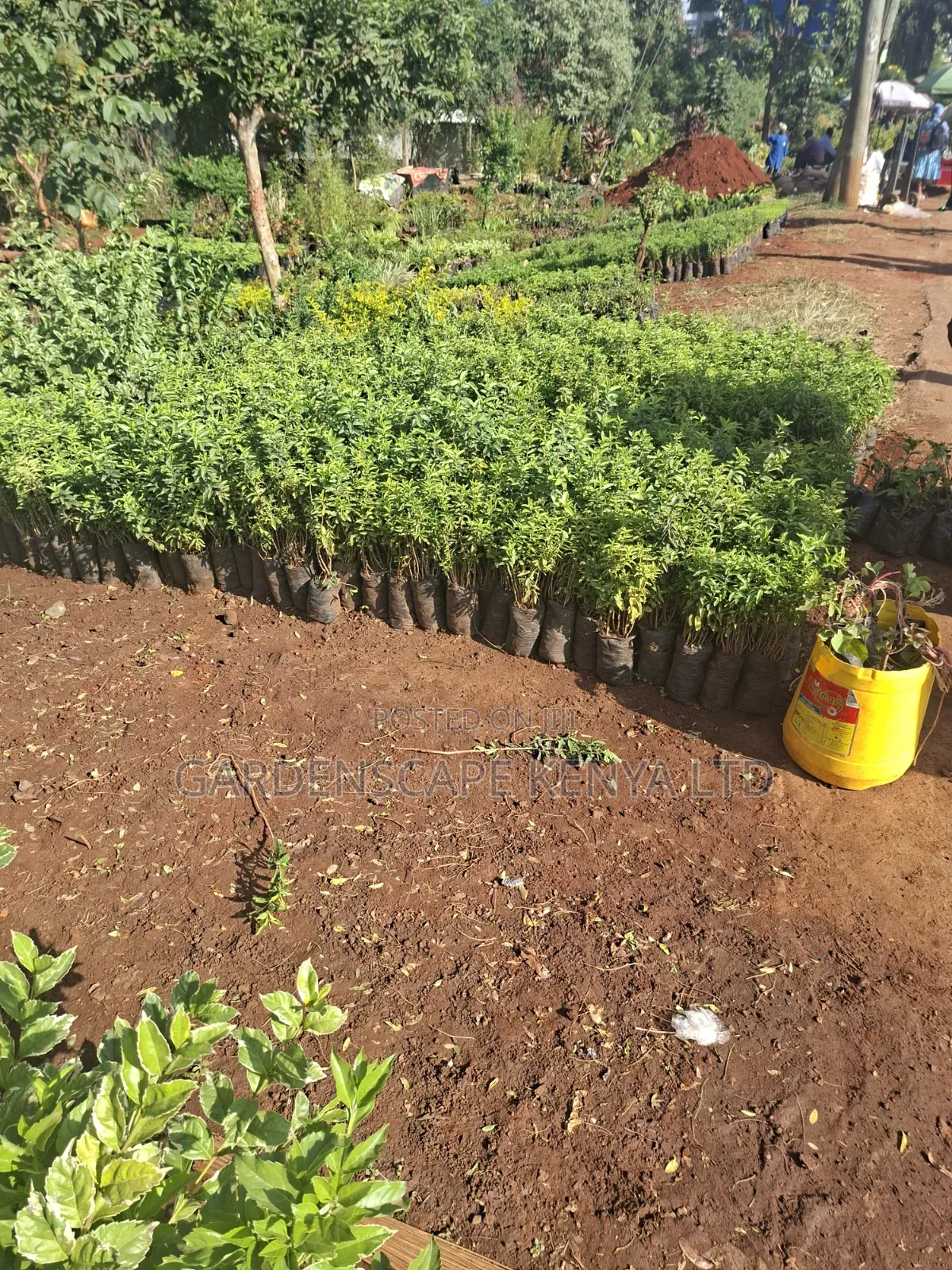 Kei Apple Seeds Seedlings.